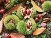 Taishan chestnut